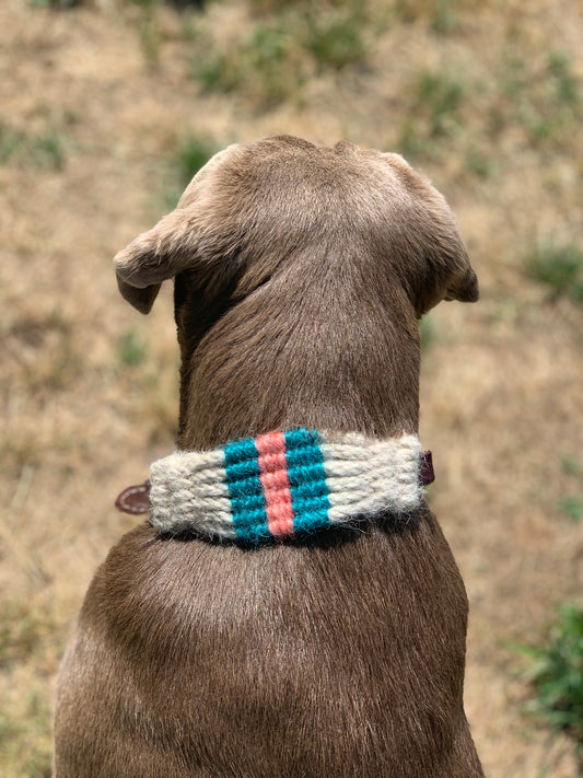 Dog Collars